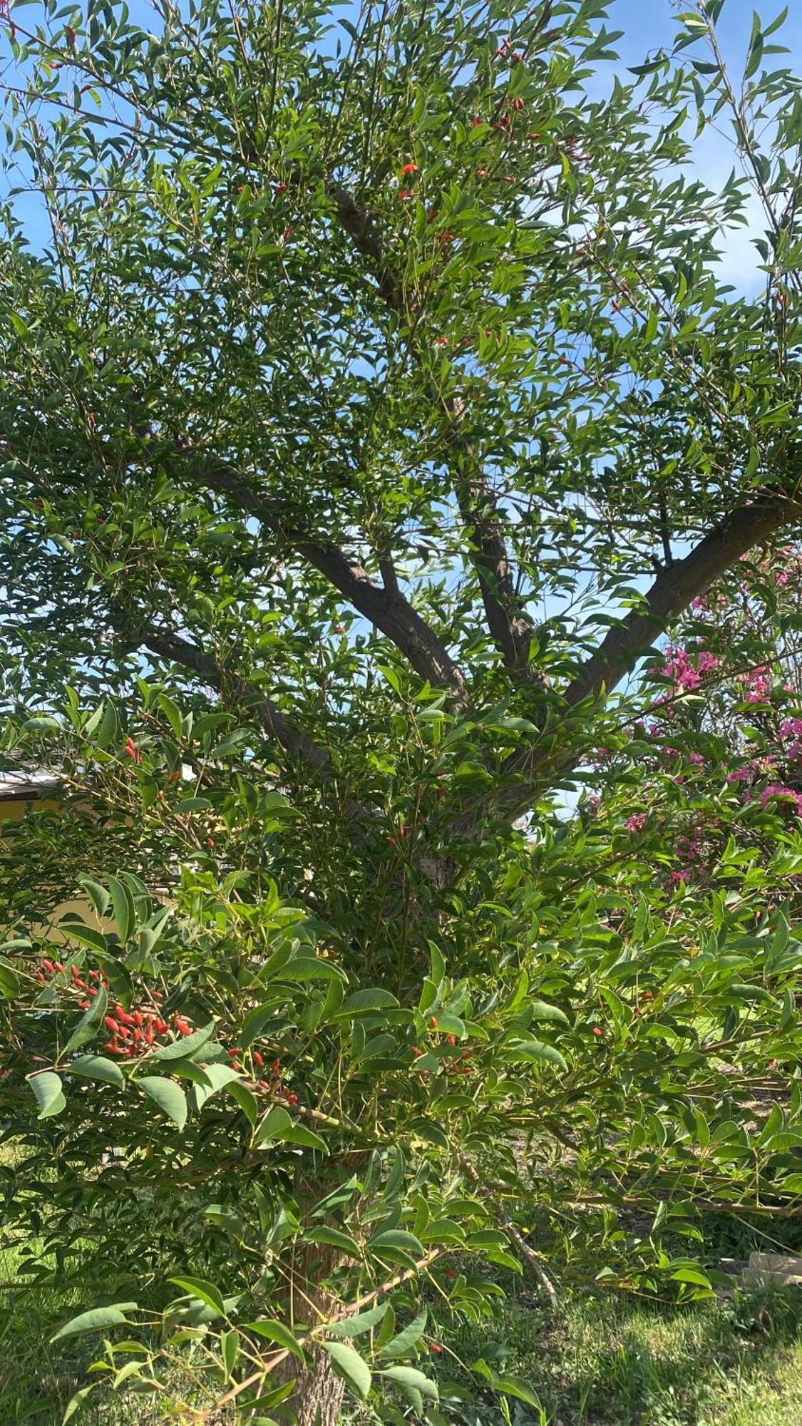 Agrib&B Lemontree Garde'N Syracuse Eksteriør billede