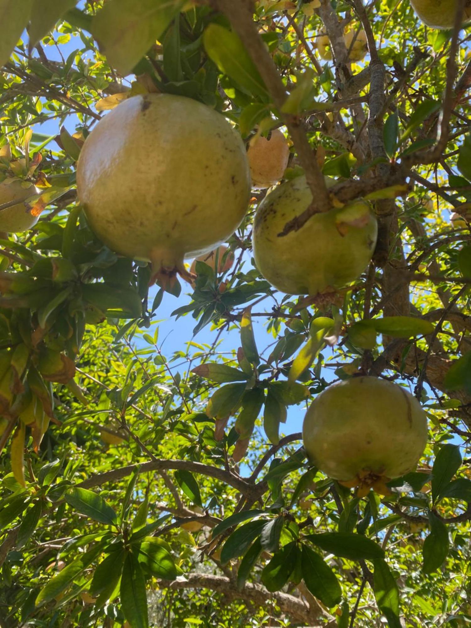 Agrib&B Lemontree Garde'N Syracuse Eksteriør billede